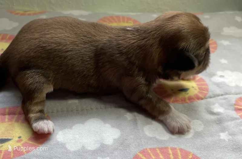 RUBY – Shih Tzu puppy for sale in Brookfield, WI