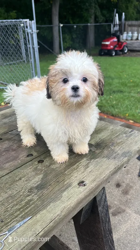 BUSTER – Shih Tzu puppy for sale in Brookfield, WI