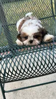 BROOKFIELD (BUDDY) AKC registered boy, a male Shih Tzu for sale in Brookfield, WI – 5 of 6