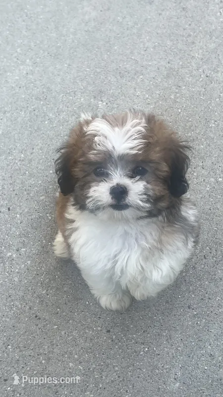 BROOKFIELD GIRL ROSE SHICHON  – Shih Tzu puppy for sale in Brookfield, WI