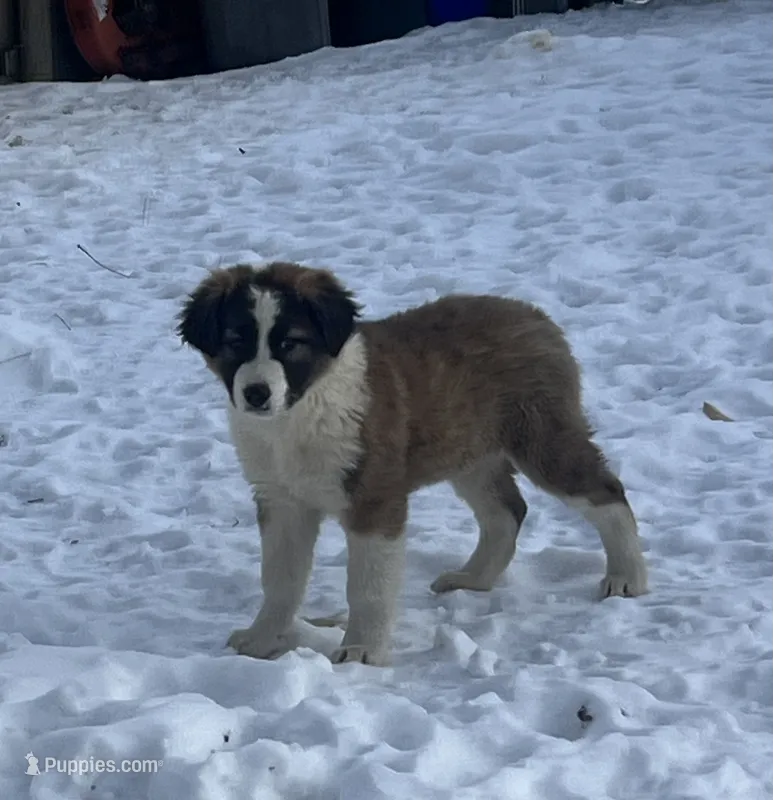 MILW -COLLIE/HEELER BOY