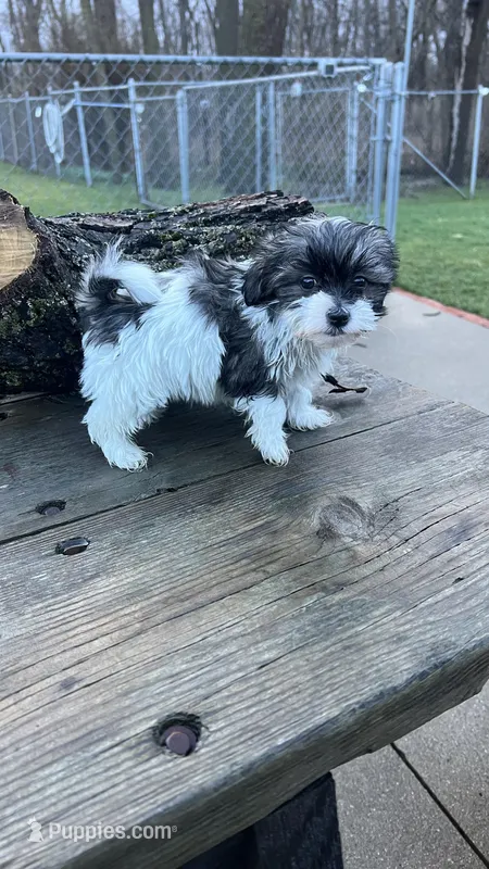 MILWAUKEE AREA Girl READY – Shichon puppy for sale in Brookfield, WI