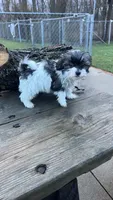 MILWAUKEE AREA Girl READY, a female Shichon for sale in Brookfield, WI – Photo 1 of 3