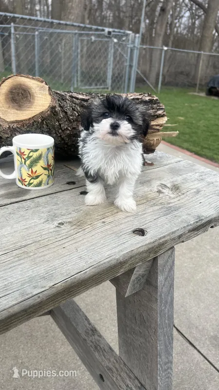 MILWAUKEE AREA GIRL READY – Shichon puppy for sale in Brookfield, WI