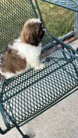 BROOKFIELD (TEDDY) AKC registered boy, a male Shih Tzu for sale in Brookfield, WI – 4 of 4