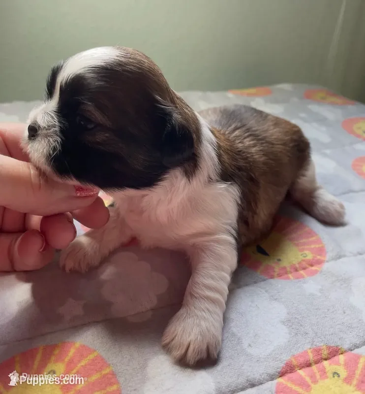 OLIVER  – Shih Tzu puppy for sale in Brookfield, WI