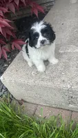 CHARLIE, a male Shichon for sale in Milwaukee, WI – 2 of 2