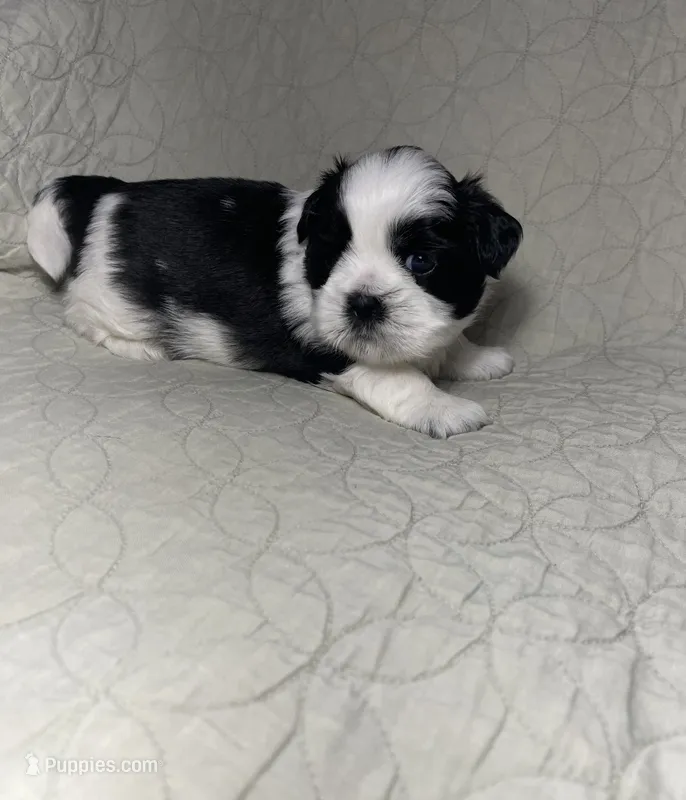 BROOKFIELD BOY JERRY – Shih Tzu puppy for sale in Brookfield, WI