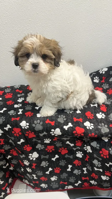 EDDIE – Shichon puppy for sale in Milwaukee, WI