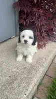 BOBO, a male Shichon for sale in Milwaukee, WI – 2 of 2