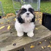 Chip, a male Shih Tzu for sale in Brookfield, WI – 2 of 3