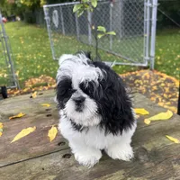 DALE, a male Shih Tzu for sale in Brookfield, WI – 3 of 3