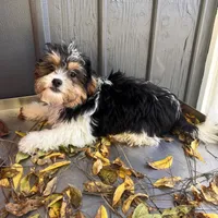 OLIVER , a male Shichon for sale in Brookfield, WI – 3 of 4