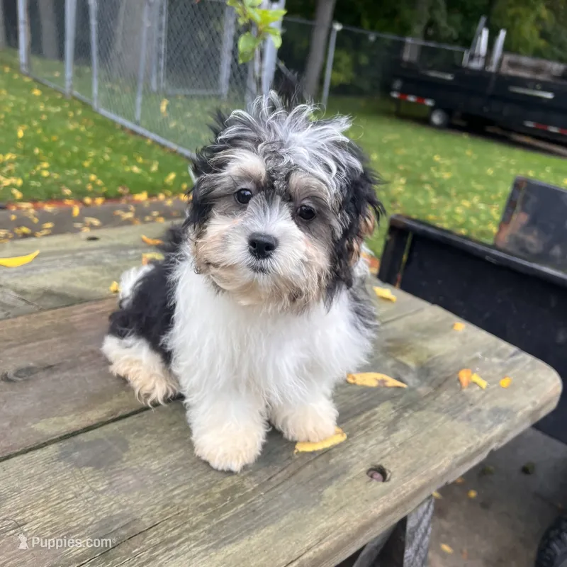 ROSE – Shichon puppy for sale in Brookfield, WI