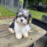 ROSE, a female Shichon for sale in Brookfield, WI – 1 of 3