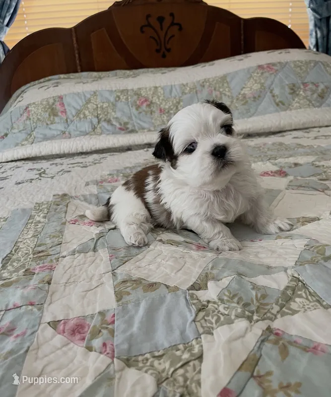 BROOKFIELD BOY TOMMY – Shih Tzu puppy for sale in Brookfield, WI