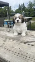 TEDDY BOY BROOKFIELD, a male Shichon for sale in Brookfield, WI – 2 of 3