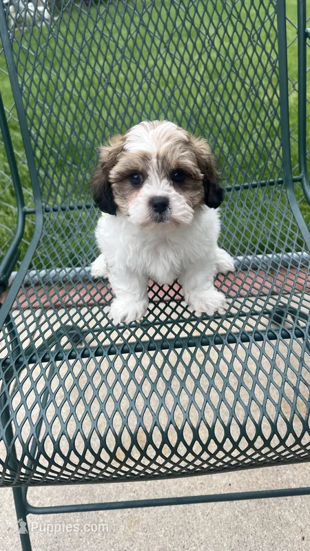 EDDIE – Shichon puppy for sale in Milwaukee, WI