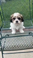 EDDIE, a male Shichon for sale in Milwaukee, WI – 2 of 3