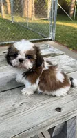 BROOKFIELD (BUDDY) AKC registered boy, a male Shih Tzu for sale in Brookfield, WI – 3 of 6