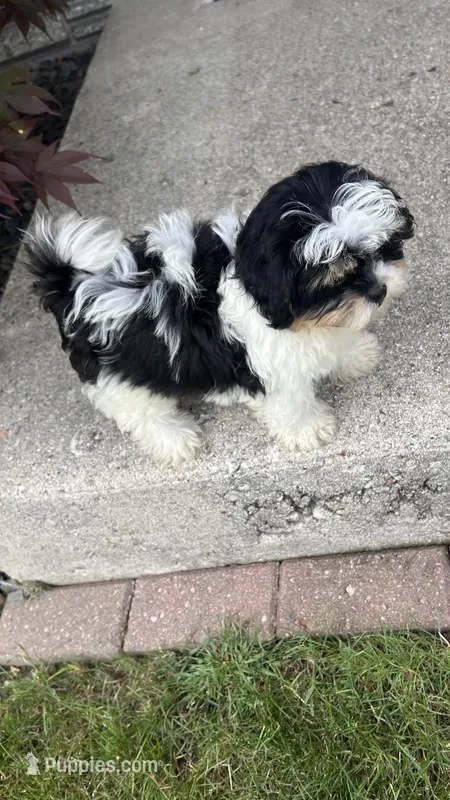 BROOKFIELD BOY CHARLIE – Shichon puppy for sale in Brookfield, WI