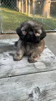 BROOKFIELD (COCO) AKC registered girl, a female Shih Tzu for sale in Brookfield, WI – 4 of 6