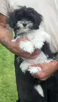 BUDDY, a male Shichon for sale in Milwaukee, WI – 4 of 5