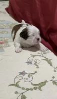 BROOKFIELD BOY TOMMY, a male Shih Tzu for sale in Brookfield, WI – 10 of 10