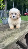 EDDIE BOY, a male Shih Tzu for sale in Brookfield, WI – 3 of 3