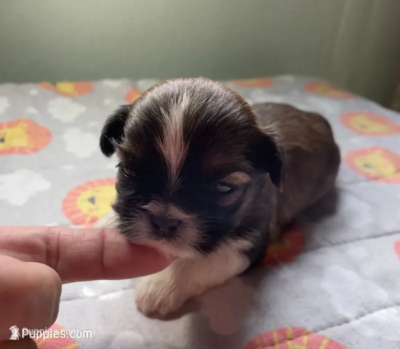 HENRY  – Shih Tzu puppy for sale in Brookfield, WI