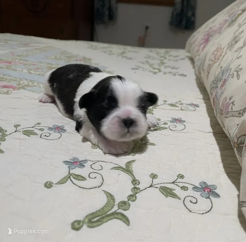 BROOKFIELD BOY – Shih Tzu puppy for sale in Brookfield, WI