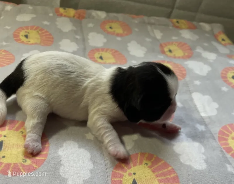 OPAL, a female Shih Tzu for sale in Brookfield, WI – 1 of 2
