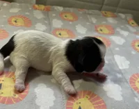 OPAL, a female Shih Tzu for sale in Brookfield, WI – 1 of 2