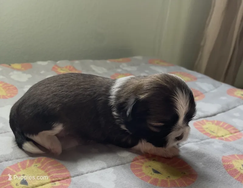 FRANK  – Shih Tzu puppy for sale in Brookfield, WI