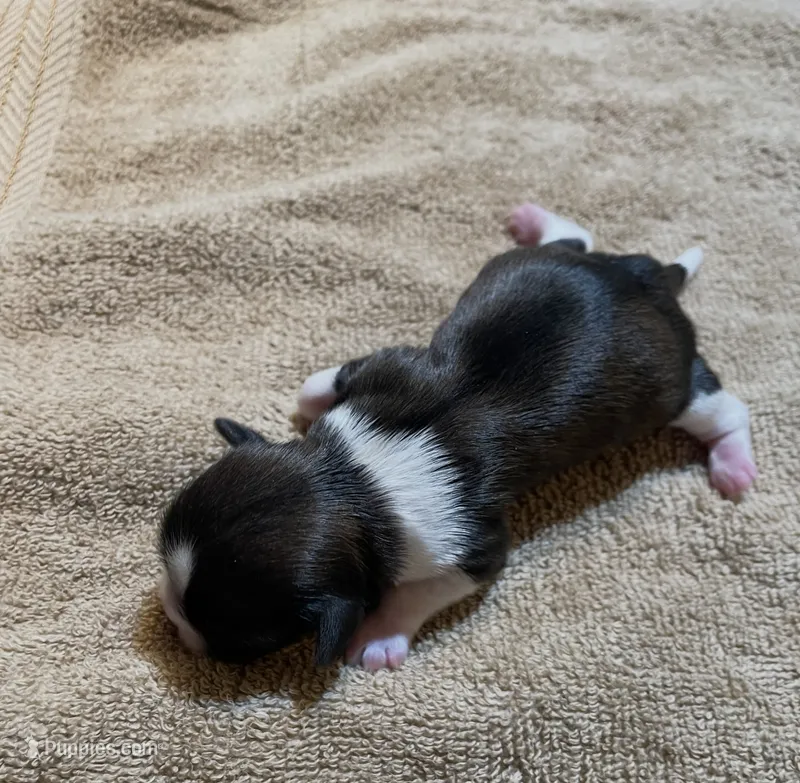 AKC BUDDY  – Shih Tzu puppy for sale in Brookfield, WI
