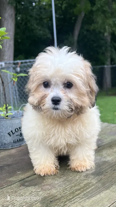 EDDIE BOY – Shih Tzu puppy for sale in Brookfield, WI