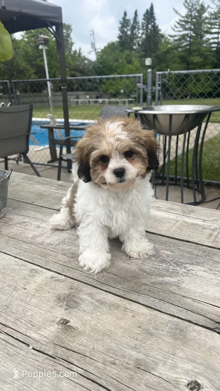 EDDIE BOY BROOKFIELD – Shichon puppy for sale in Brookfield, WI