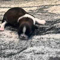 AKC HENRY , a male Shih Tzu for sale in Brookfield, WI – 5 of 5