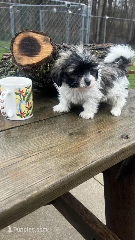 MILWAUKEE AREA BOY READY  – Shichon puppy for sale in Brookfield, WI