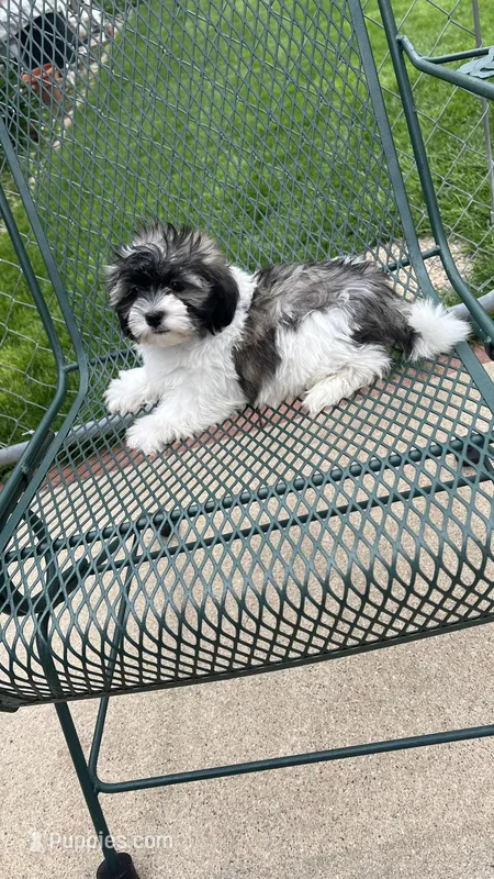 MILWAUKEE AREA BOY READY  – Shichon puppy for sale in Brookfield, WI