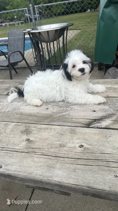 FREDDIE BOY BROOKFIELD – Shichon puppy for sale in Brookfield, WI