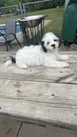 FREDDIE BOY BROOKFIELD, a male Shichon for sale in Brookfield, WI – 2 of 3