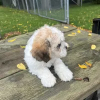 MAX, a male Shichon for sale in Brookfield, WI – 3 of 3