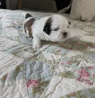BROOKFIELD BOY TOMMY, a male Shih Tzu for sale in Brookfield, WI – 6 of 10