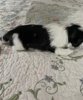 BROOKFIELD BOY JERRY, a male Shih Tzu for sale in Brookfield, WI – 2 of 9