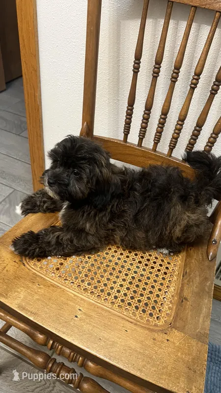 MILWAUKEE AREA BOY READY – Shihpoo puppy for sale in Brookfield, WI