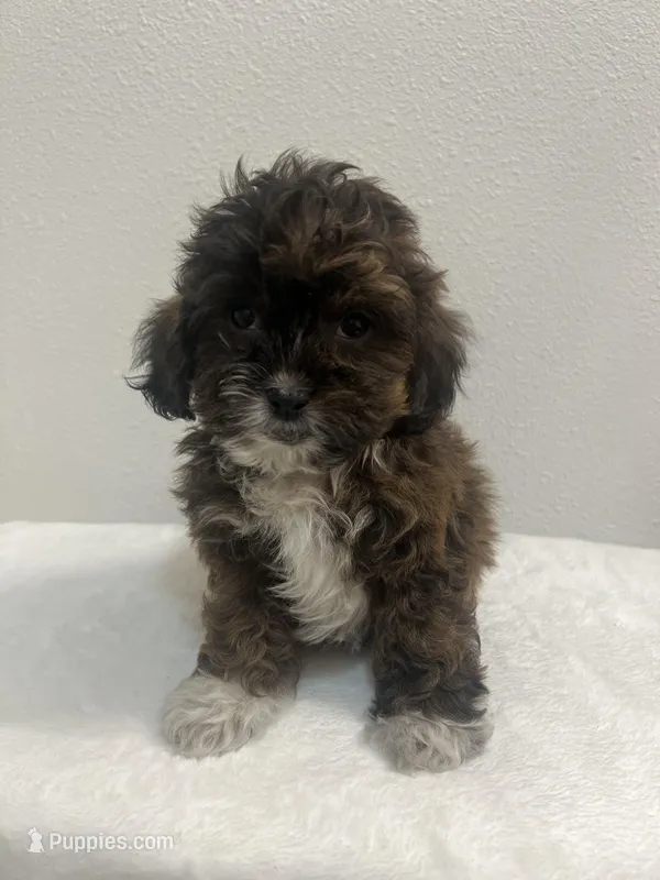 MILWAUKEE AREA BOY READY – Shihpoo puppy for sale in Brookfield, WI