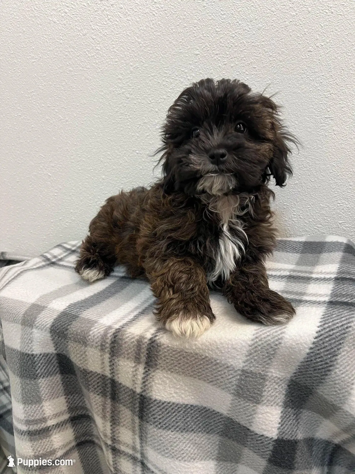 MILWAUKEE AREA BOY READY – Shihpoo puppy for sale in Brookfield, WI