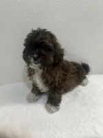 MILWAUKEE AREA BOY READY, a male Shihpoo for sale in Brookfield, WI – Photo 2 of 2