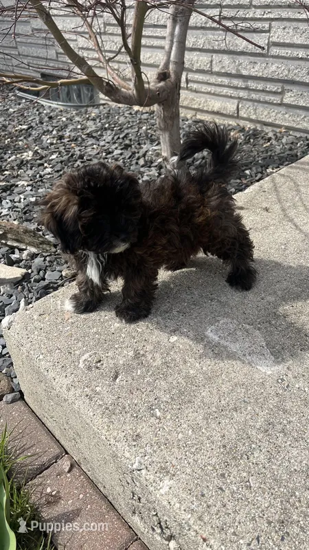 MILWAUKEE AREA BOY READY – Shihpoo puppy for sale in Brookfield, WI